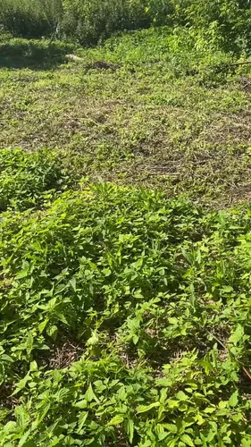 Greenworks GD40LM46SP бесщеточная, 40V  - аккумуляторная газонокосилка